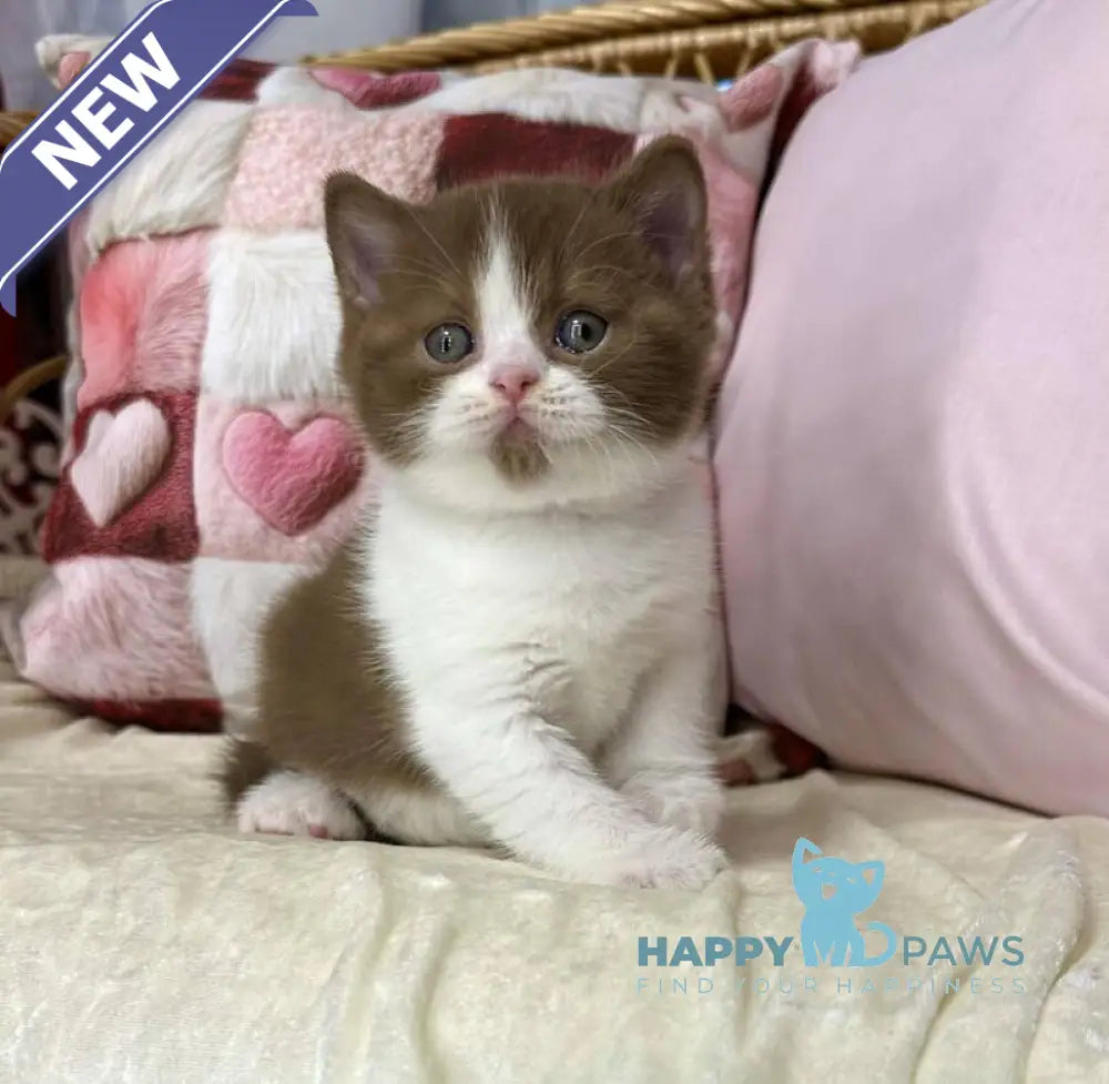 Bounty British Shorthair male cinnamon bicolour live animals