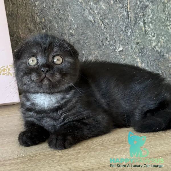 Bounty Scottish Fold female black - live animals