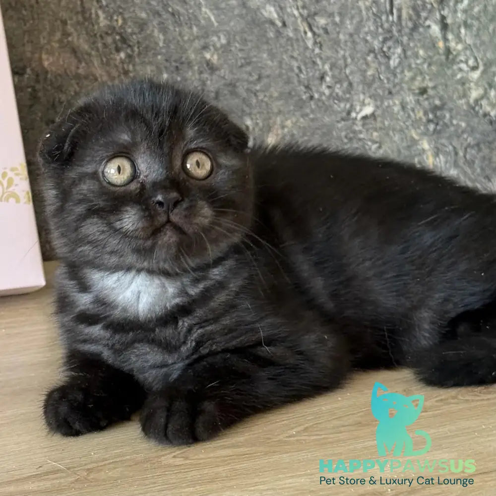 Bounty Scottish Fold female black - live animals