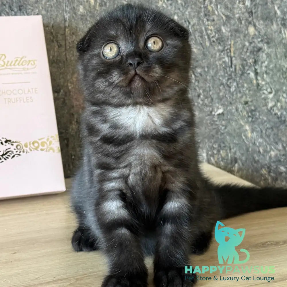 Bounty Scottish Fold female black - live animals