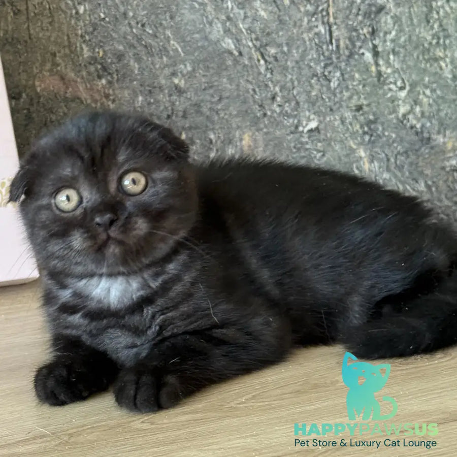 Bounty Scottish Fold female black - live animals