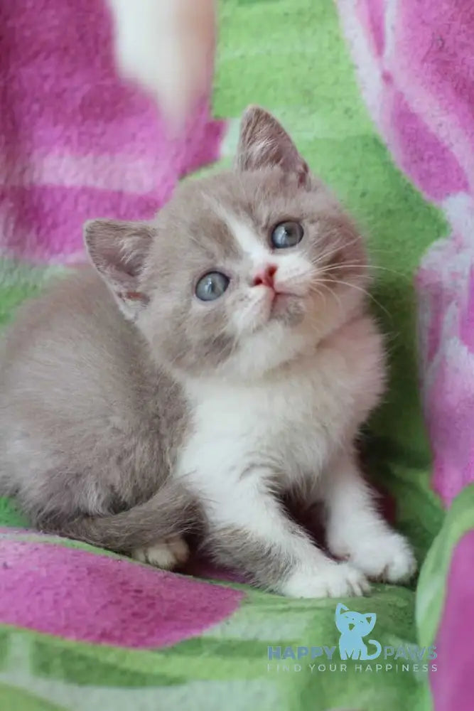 Bourbon British Shorthair male lilac bicolour live animals