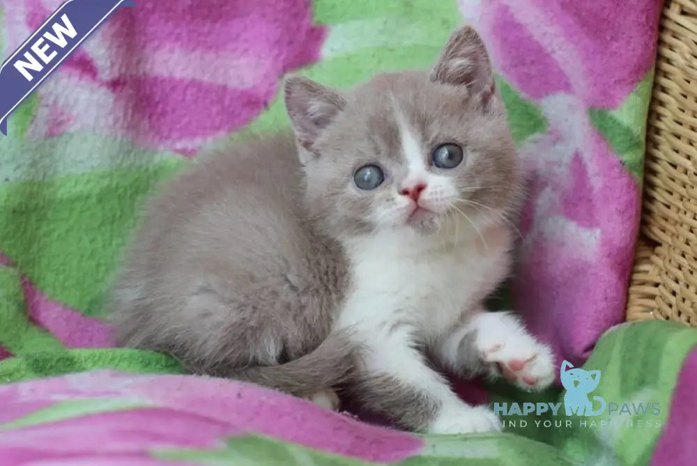 Bourbon British Shorthair male lilac bicolour live animals