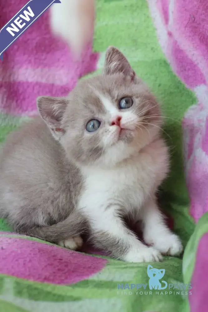 Bourbon British Shorthair male lilac bicolour live animals