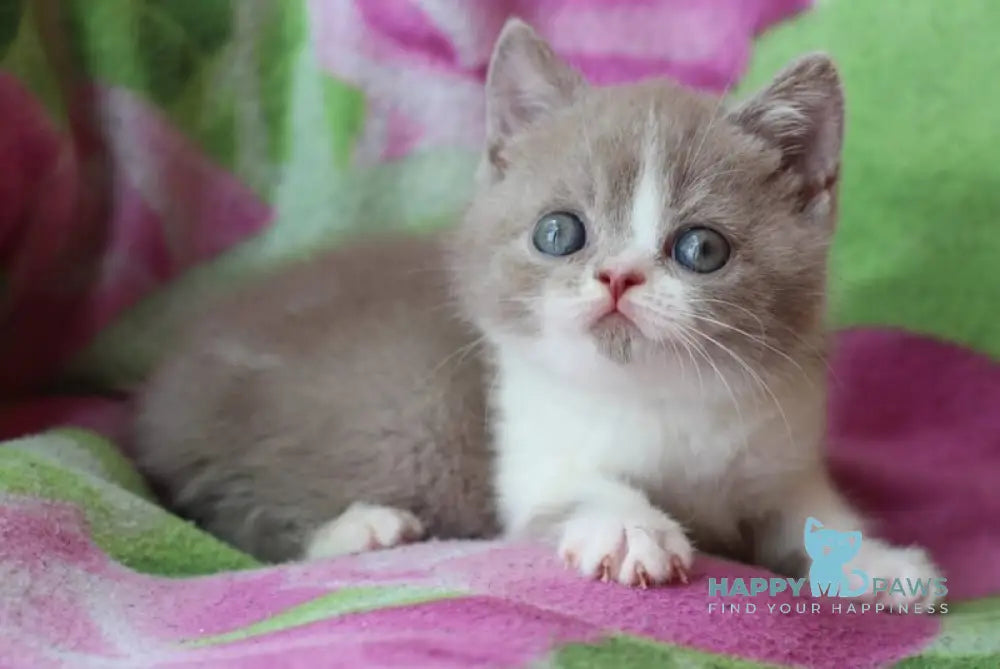 Bourbon British Shorthair male lilac bicolour live animals