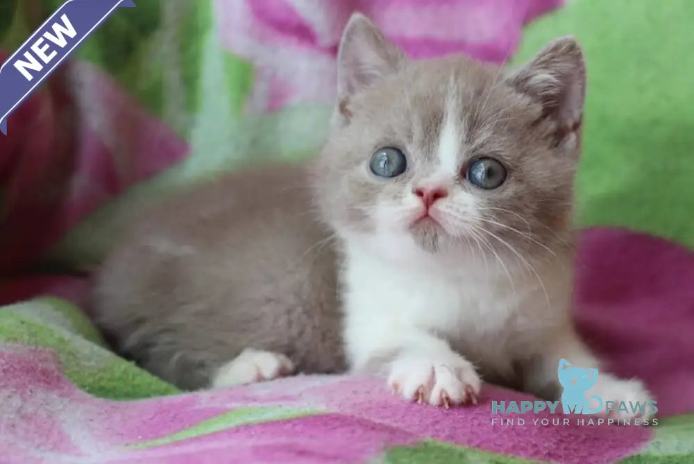 Bourbon British Shorthair male lilac bicolour live animals