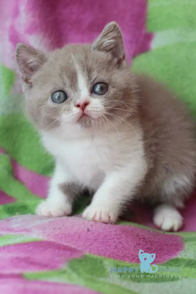 Bourbon British Shorthair male lilac bicolour live animals