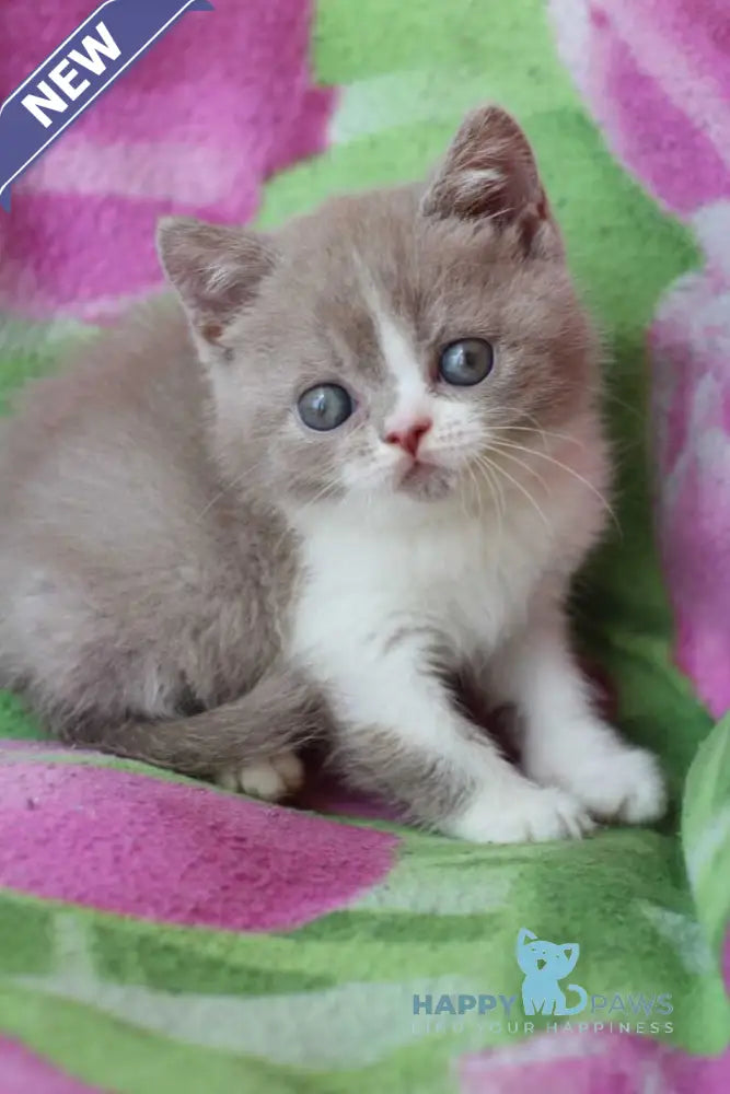 Bourbon British Shorthair male lilac bicolour live animals