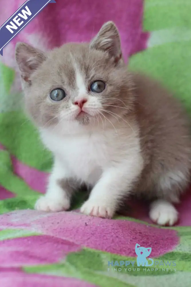 Bourbon British Shorthair male lilac bicolour live animals