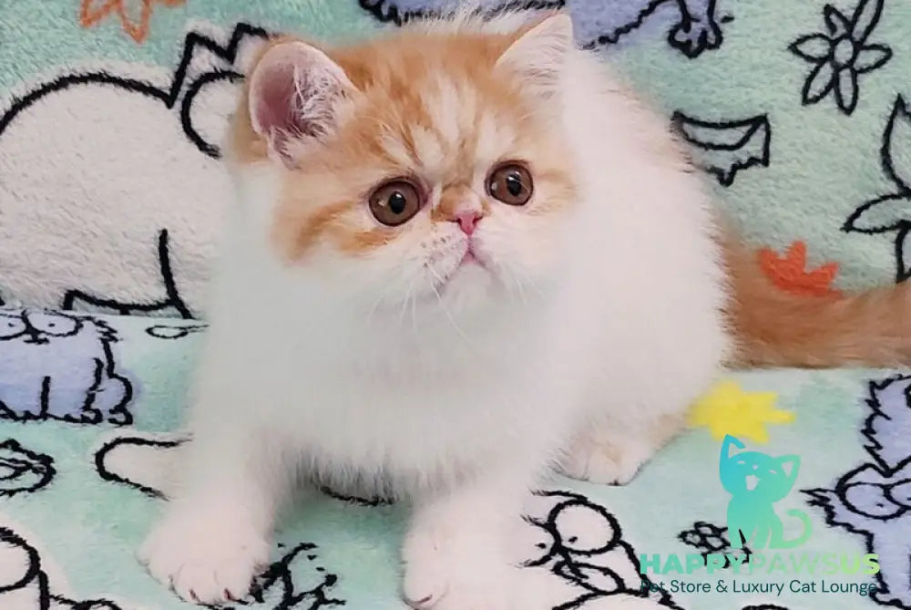 Bourbon Exotic male red spotted tabby harlequin - live animals
