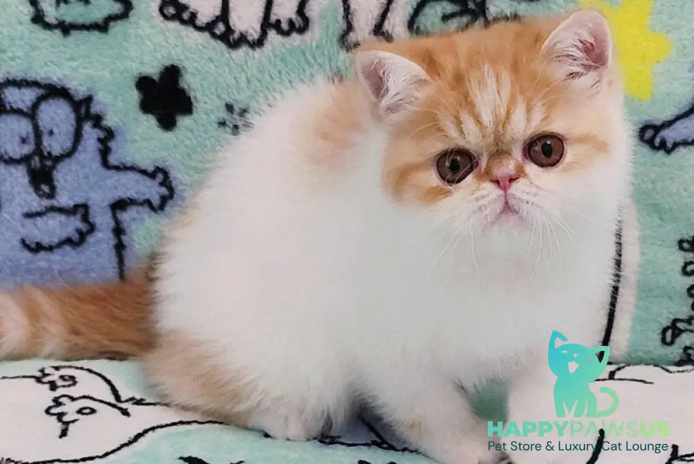 Bourbon Exotic male red spotted tabby harlequin - live animals