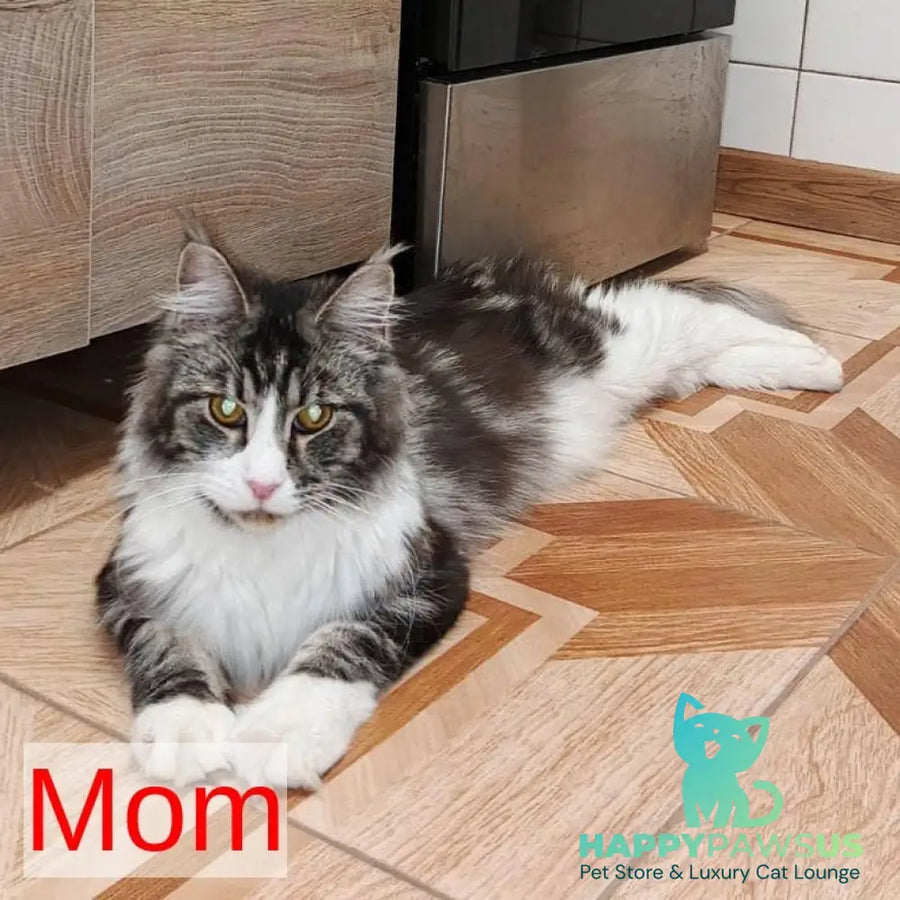 Bourbon Maine Coon male black tabby - live animals