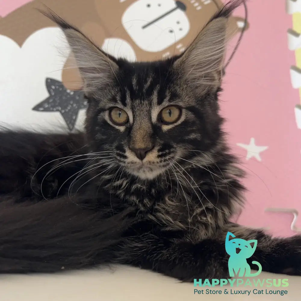 Bourbon Maine Coon male black tabby - live animals
