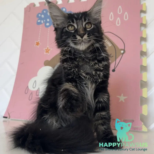 Bourbon Maine Coon male black tabby - live animals