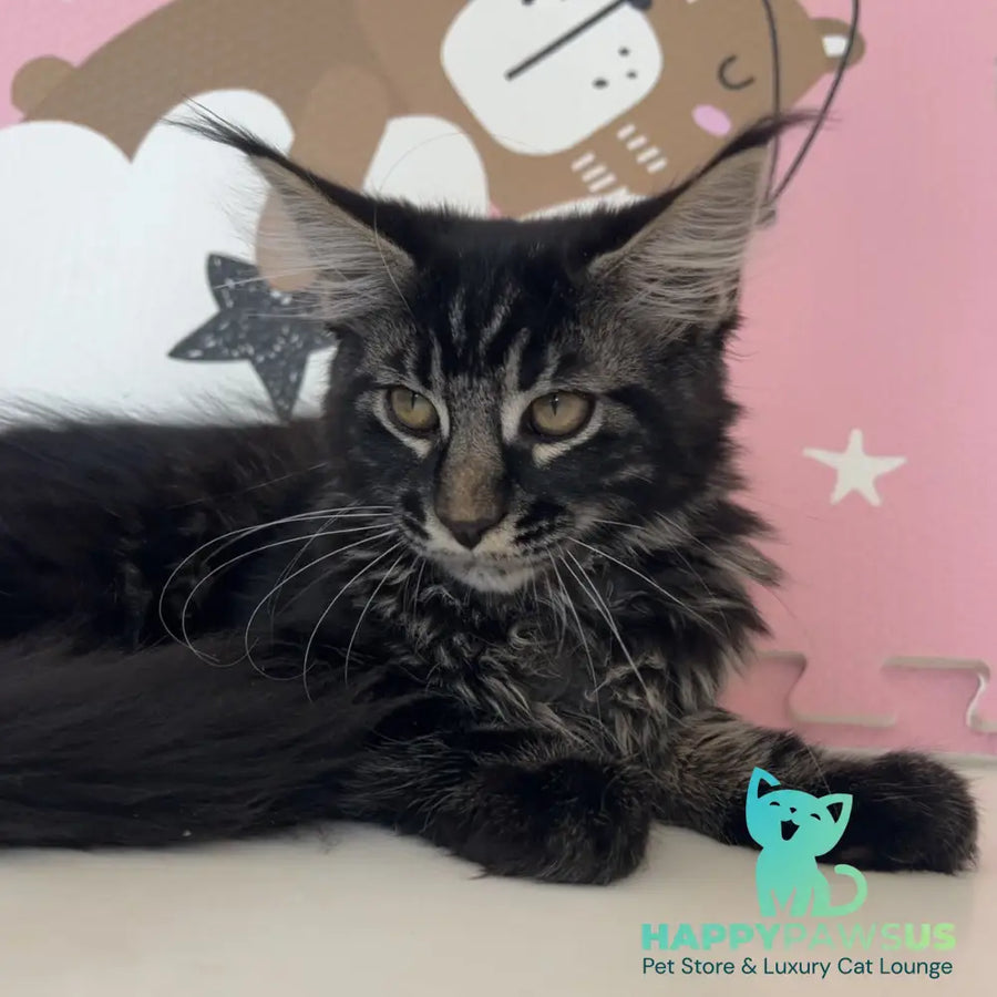 Bourbon Maine Coon male black tabby - live animals