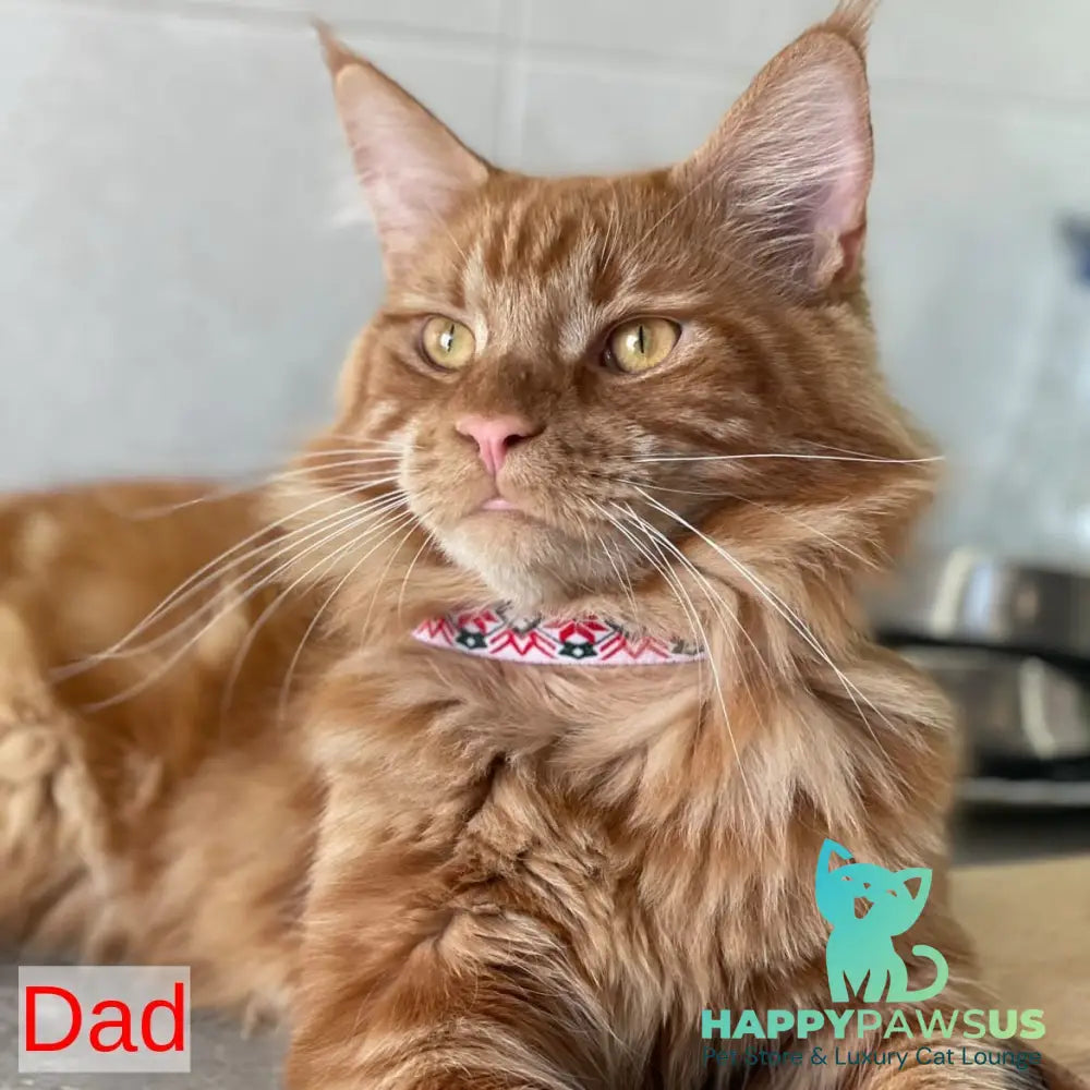 Bourbon Maine Coon male black tabby - live animals