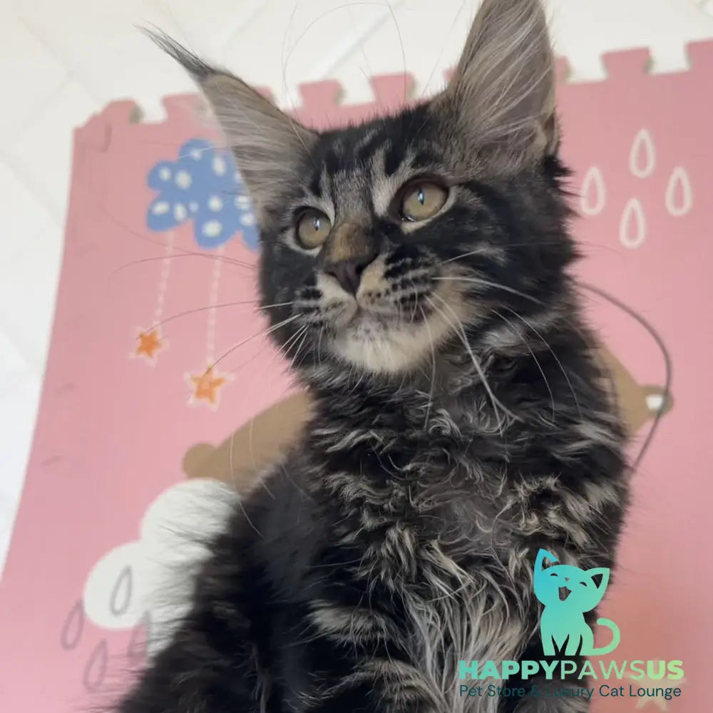 Bourbon Maine Coon male black tabby - live animals