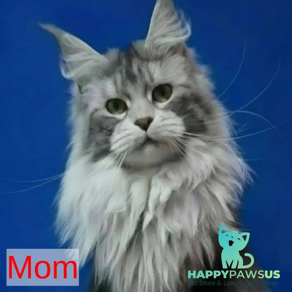 Bourbon Maine Coon polydactyl 5x5x5x5 male black silver tabby - live animals
