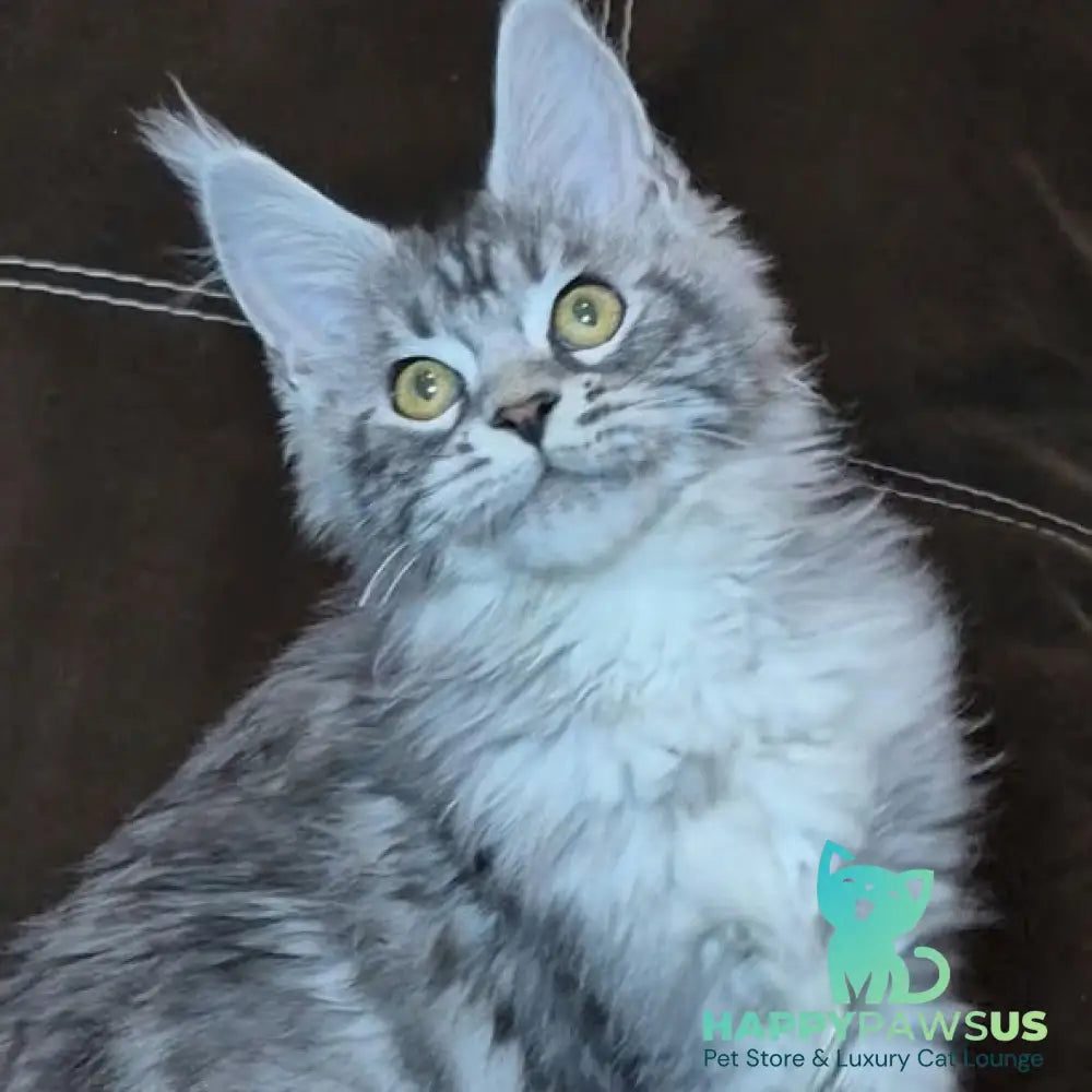 Bourbon Maine Coon polydactyl 5x5x5x5 male black silver tabby - live animals