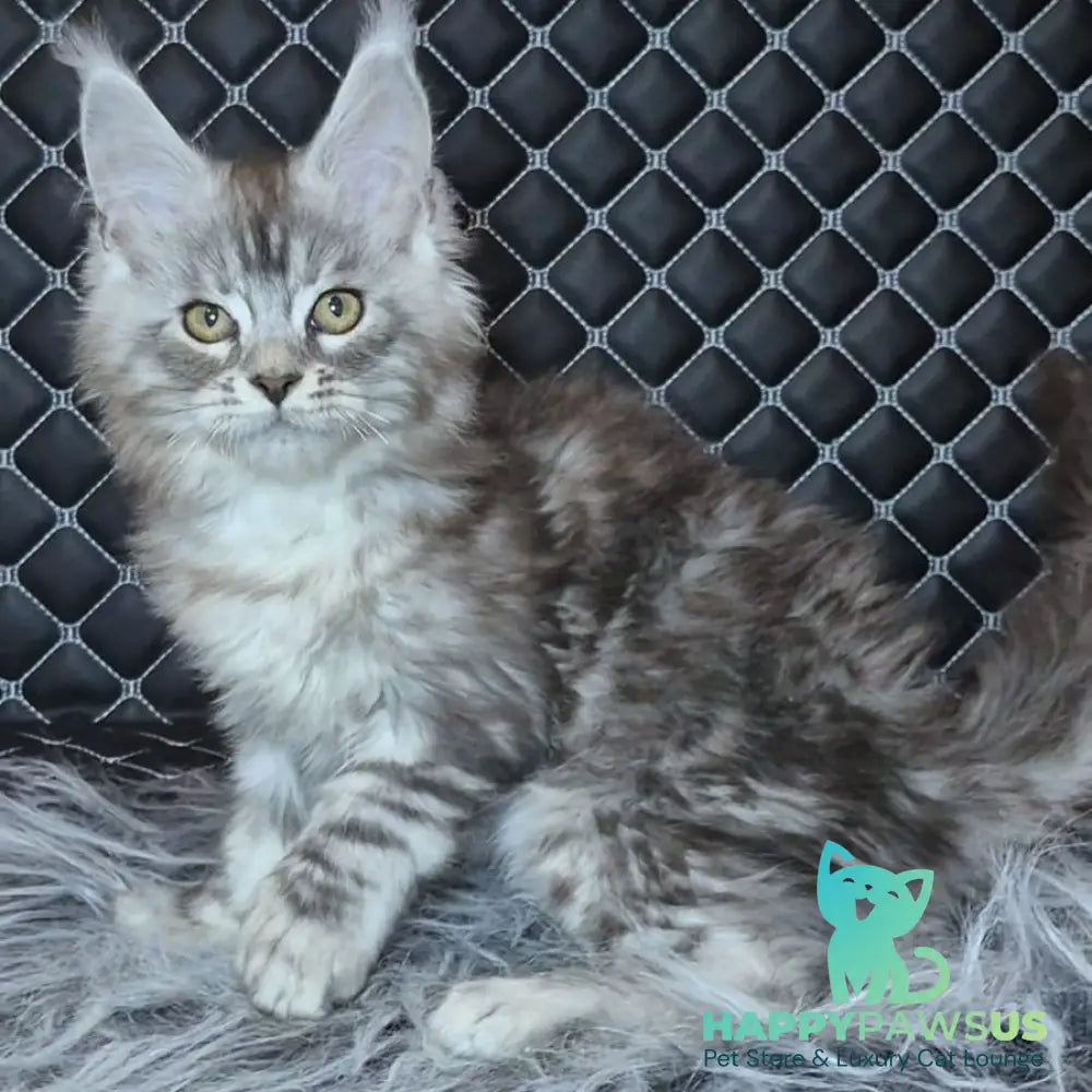 Bourbon Maine Coon polydactyl 5x5x5x5 male black silver tabby - live animals