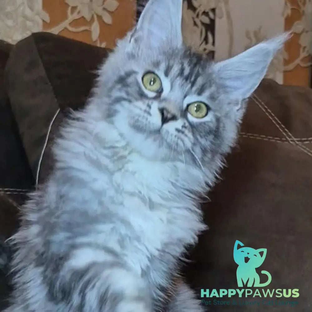 Bourbon Maine Coon polydactyl 5x5x5x5 male black silver tabby - live animals