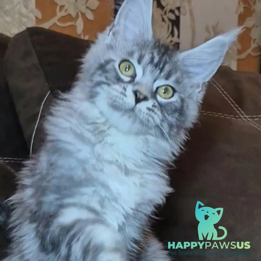 Bourbon Maine Coon polydactyl 5x5x5x5 male black silver tabby - live animals