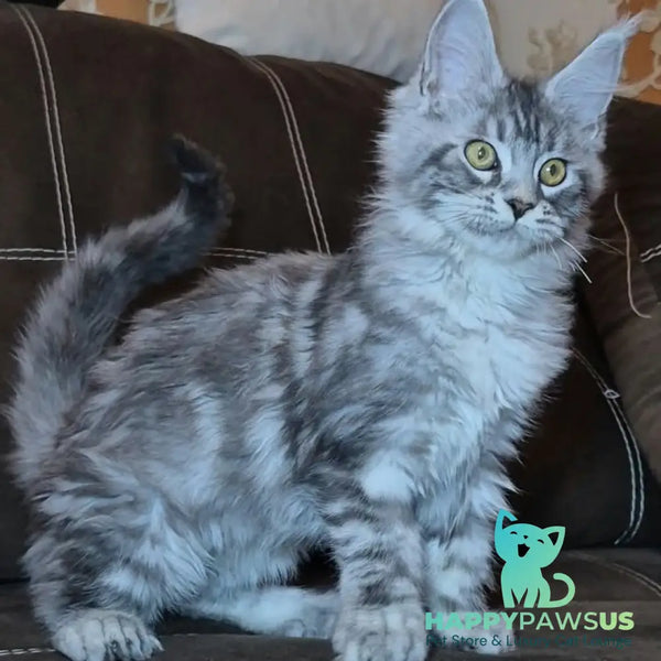 Bourbon Maine Coon polydactyl 5x5x5x5 male black silver tabby - live animals