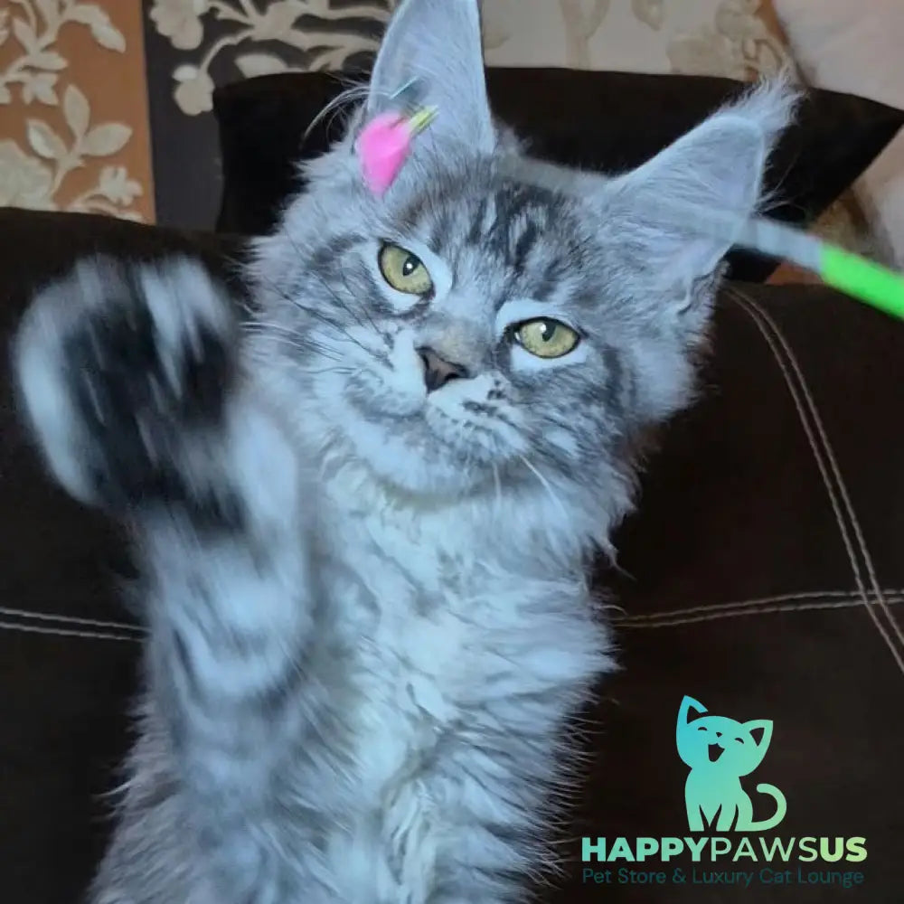 Bourbon Maine Coon polydactyl 5x5x5x5 male black silver tabby - live animals