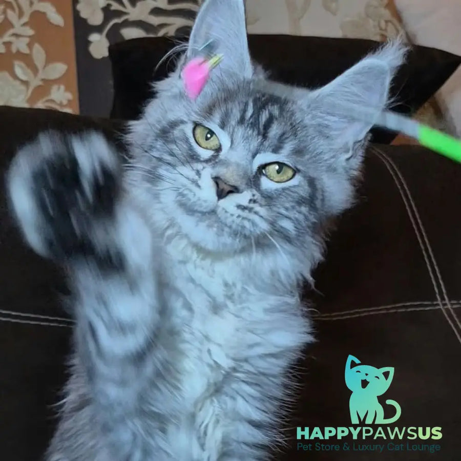 Bourbon Maine Coon polydactyl 5x5x5x5 male black silver tabby - live animals