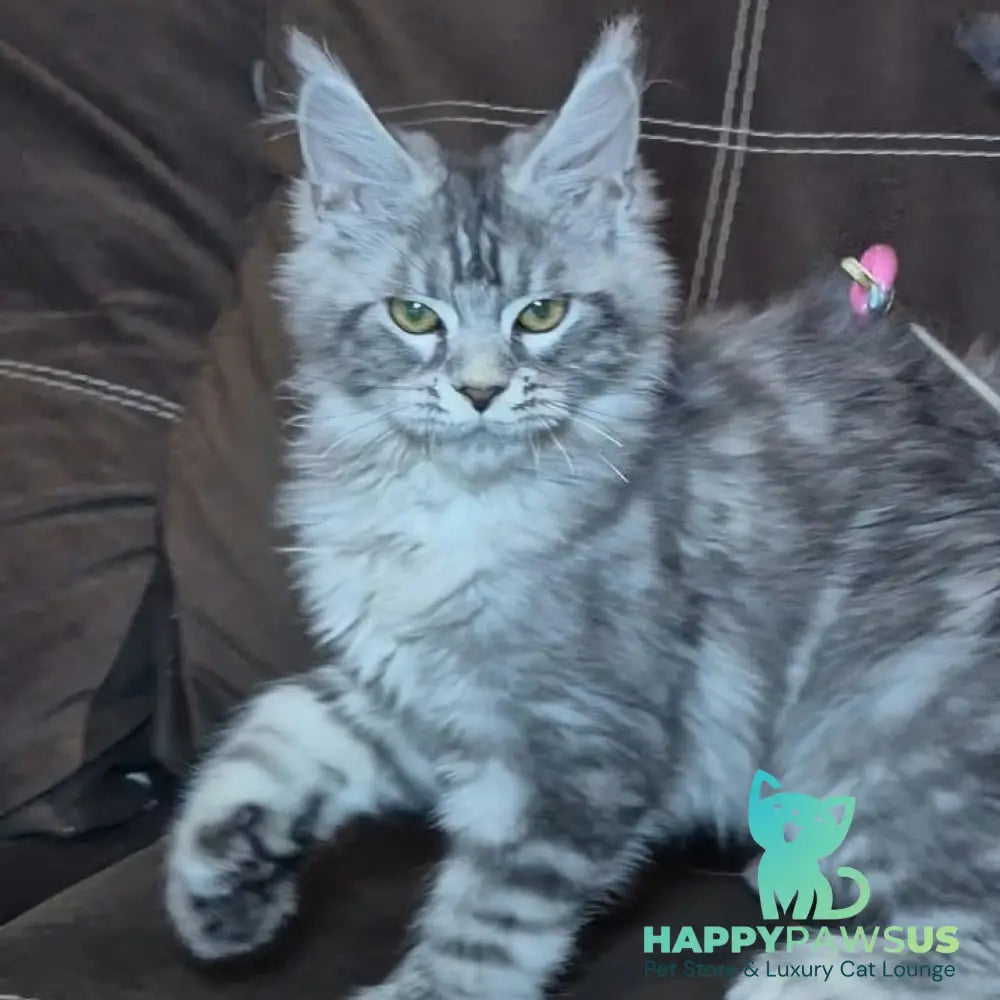 Bourbon Maine Coon polydactyl 5x5x5x5 male black silver tabby - live animals