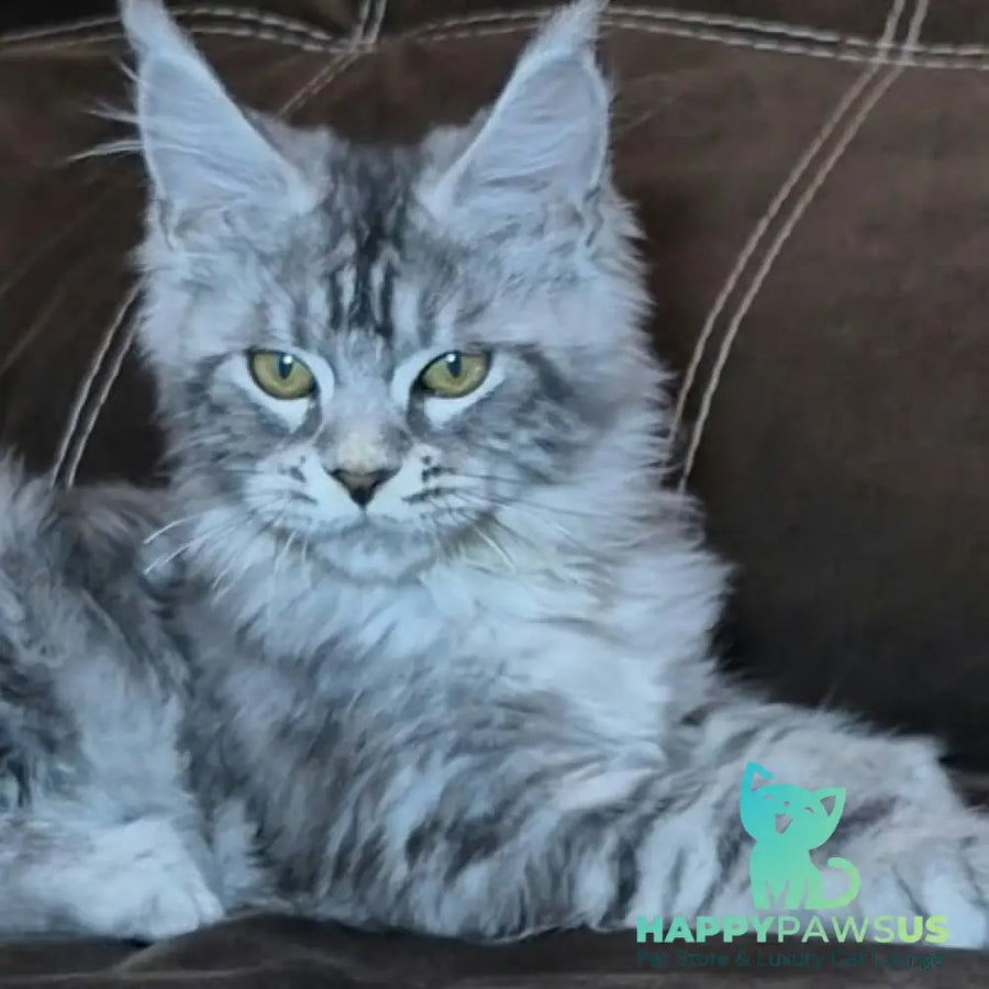 Bourbon Maine Coon polydactyl 5x5x5x5 male black silver tabby - live animals