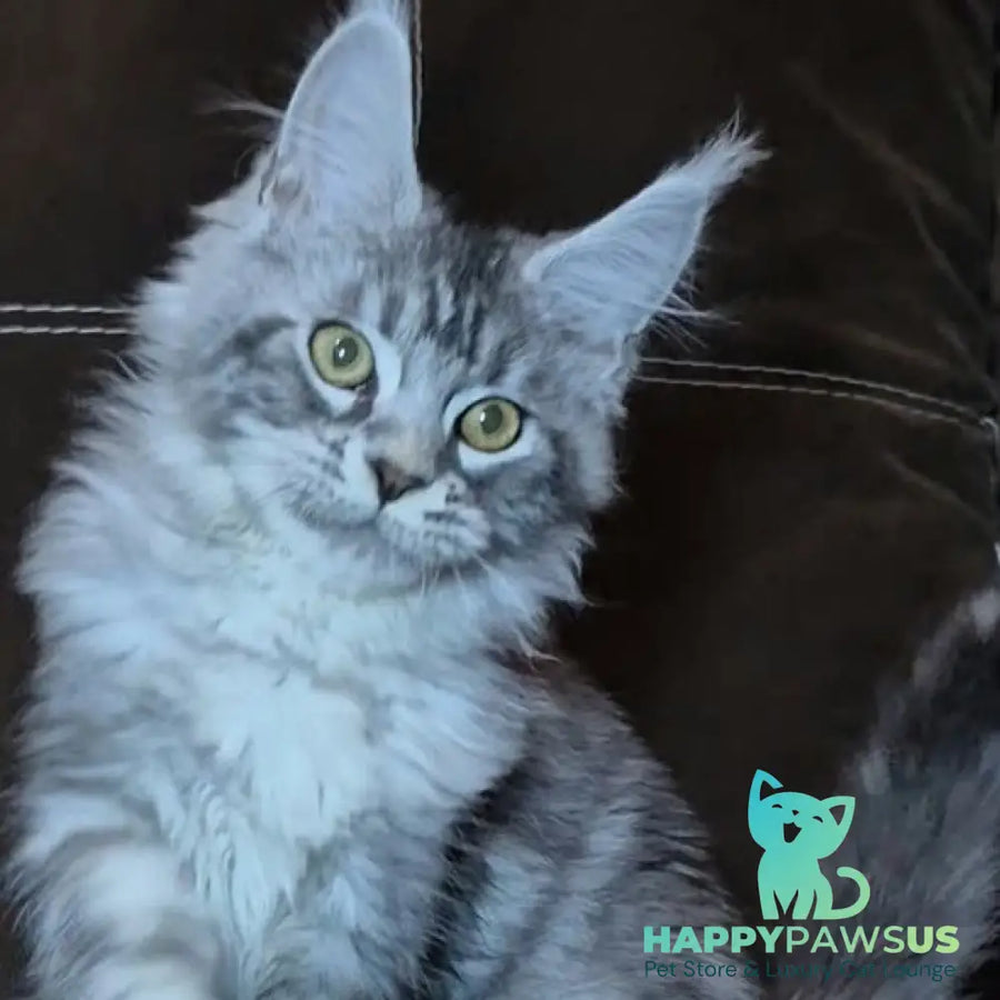 Bourbon Maine Coon polydactyl 5x5x5x5 male black silver tabby - live animals