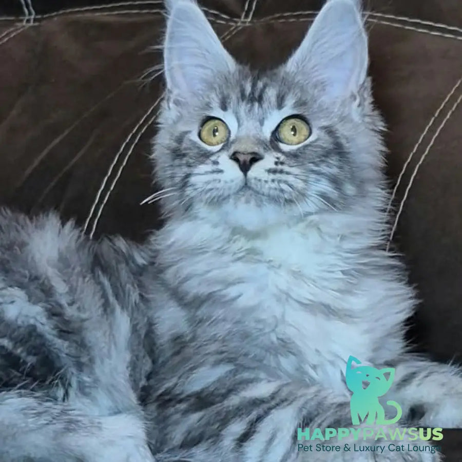 Bourbon Maine Coon polydactyl 5x5x5x5 male black silver tabby - live animals