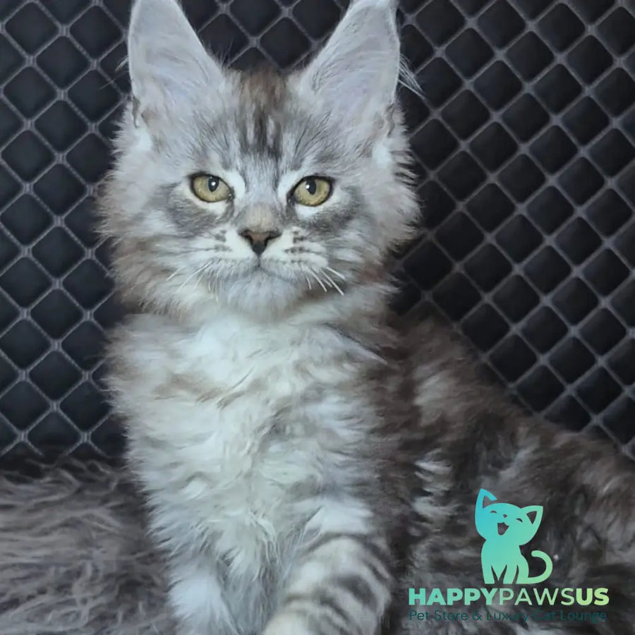 Bourbon Maine Coon polydactyl 5x5x5x5 male black silver tabby - live animals