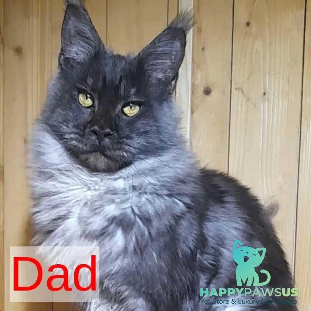 Bourbon Maine Coon polydactyl 5x5x5x5 male black silver tabby - live animals