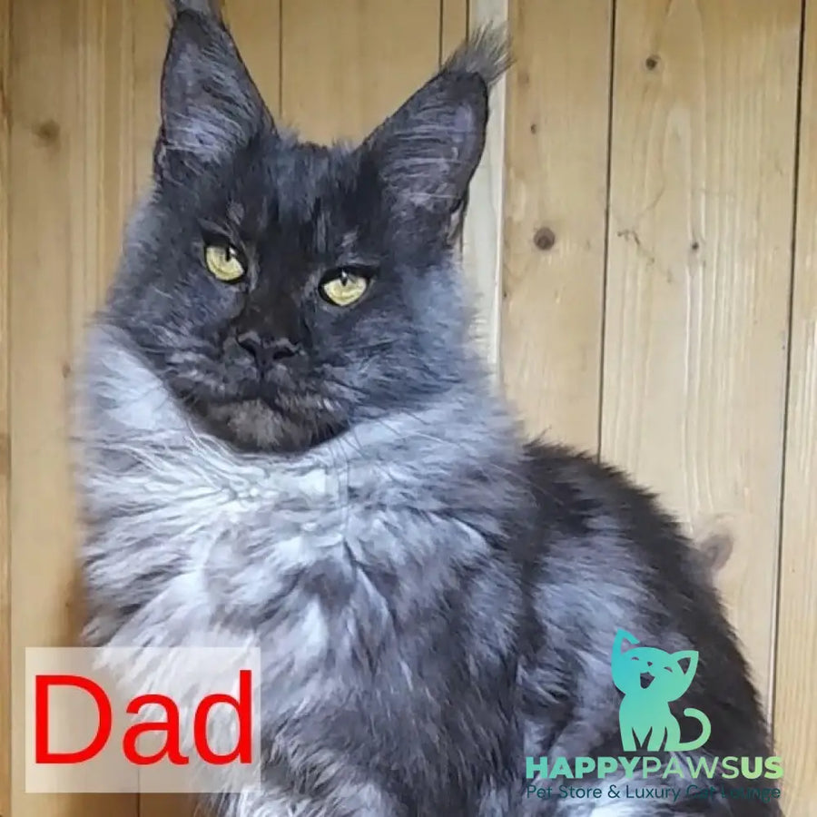 Bourbon Maine Coon polydactyl 5x5x5x5 male black silver tabby - live animals