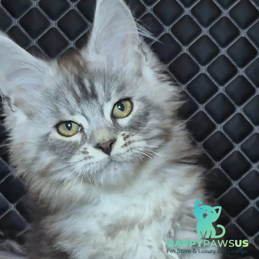 Bourbon Maine Coon polydactyl 5x5x5x5 male black silver tabby - live animals
