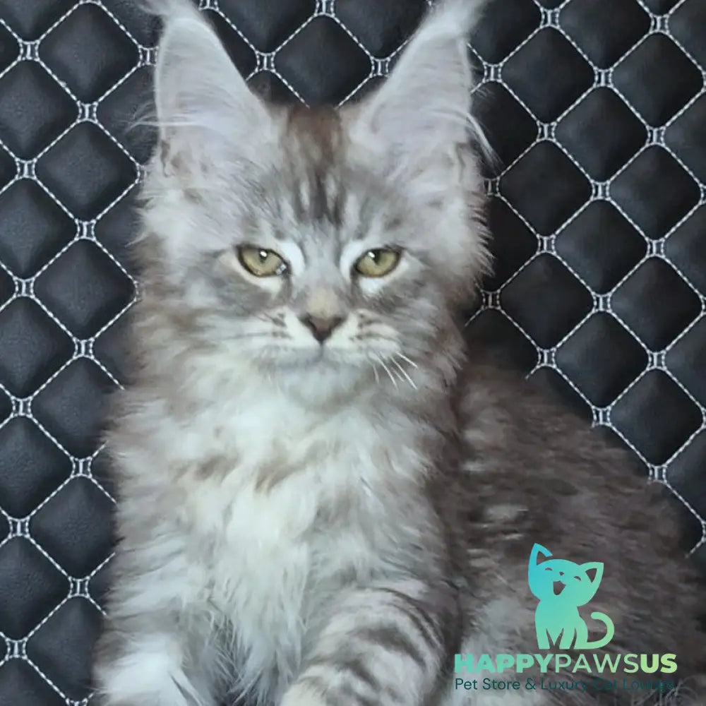 Bourbon Maine Coon polydactyl 5x5x5x5 male black silver tabby - live animals