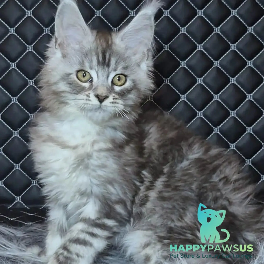 Bourbon Maine Coon polydactyl 5x5x5x5 male black silver tabby - live animals