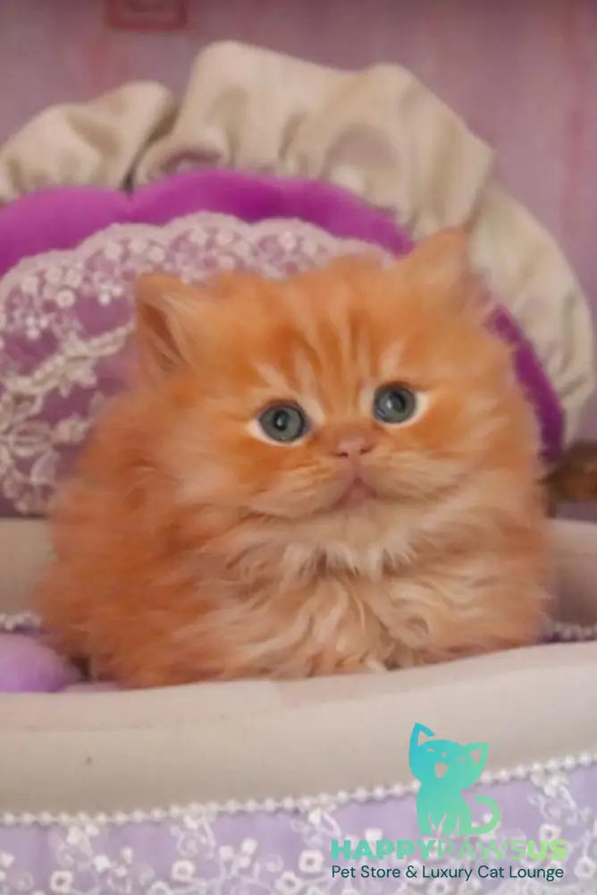 Bow British Longhair male red live animals