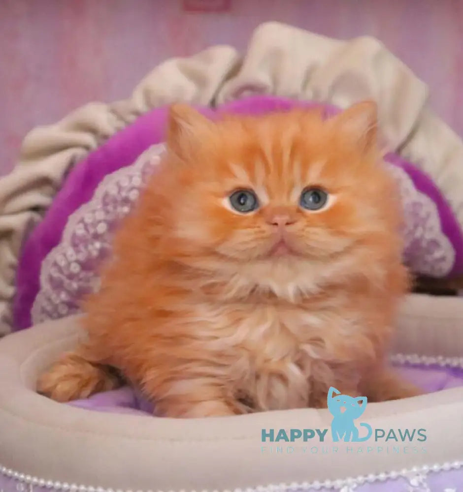 Bow British Longhair male red live animals