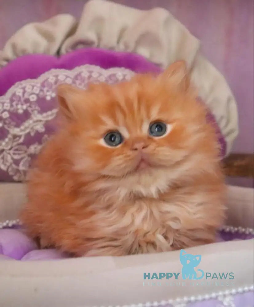 Bow British Longhair male red live animals