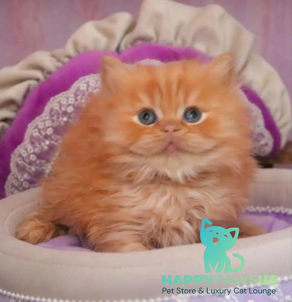 Bow British Longhair male red live animals
