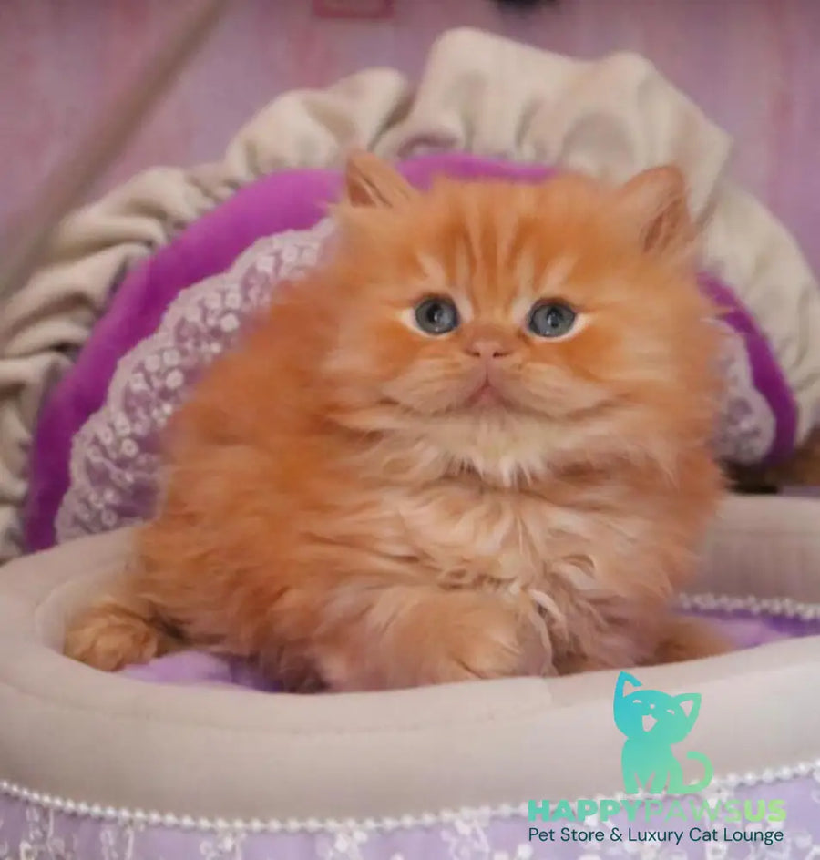 Bow British Longhair male red live animals