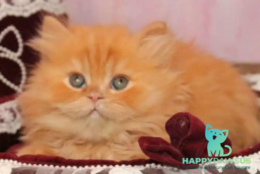 Bow British Longhair male red live animals