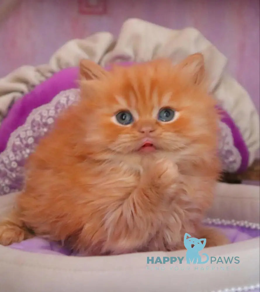 Bow British Longhair male red live animals