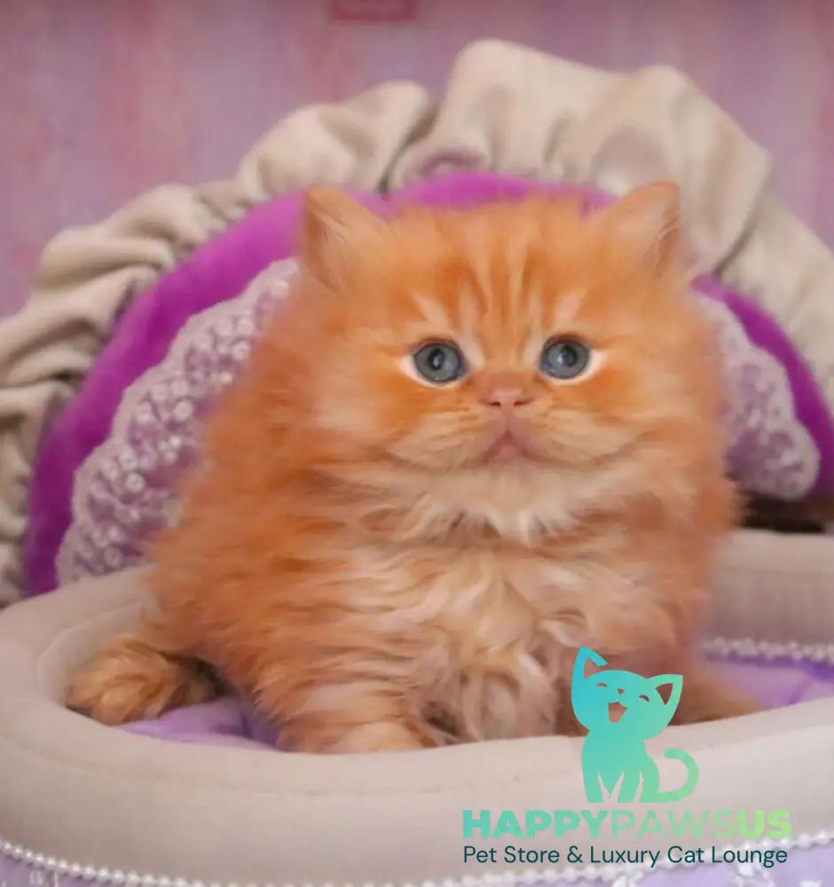 Bow British Longhair male red live animals