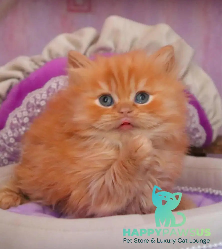 Bow British Longhair male red live animals
