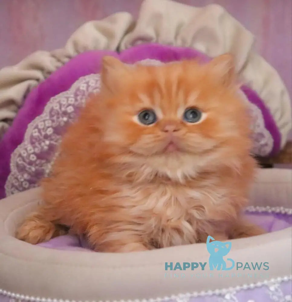 Bow British Longhair male red live animals