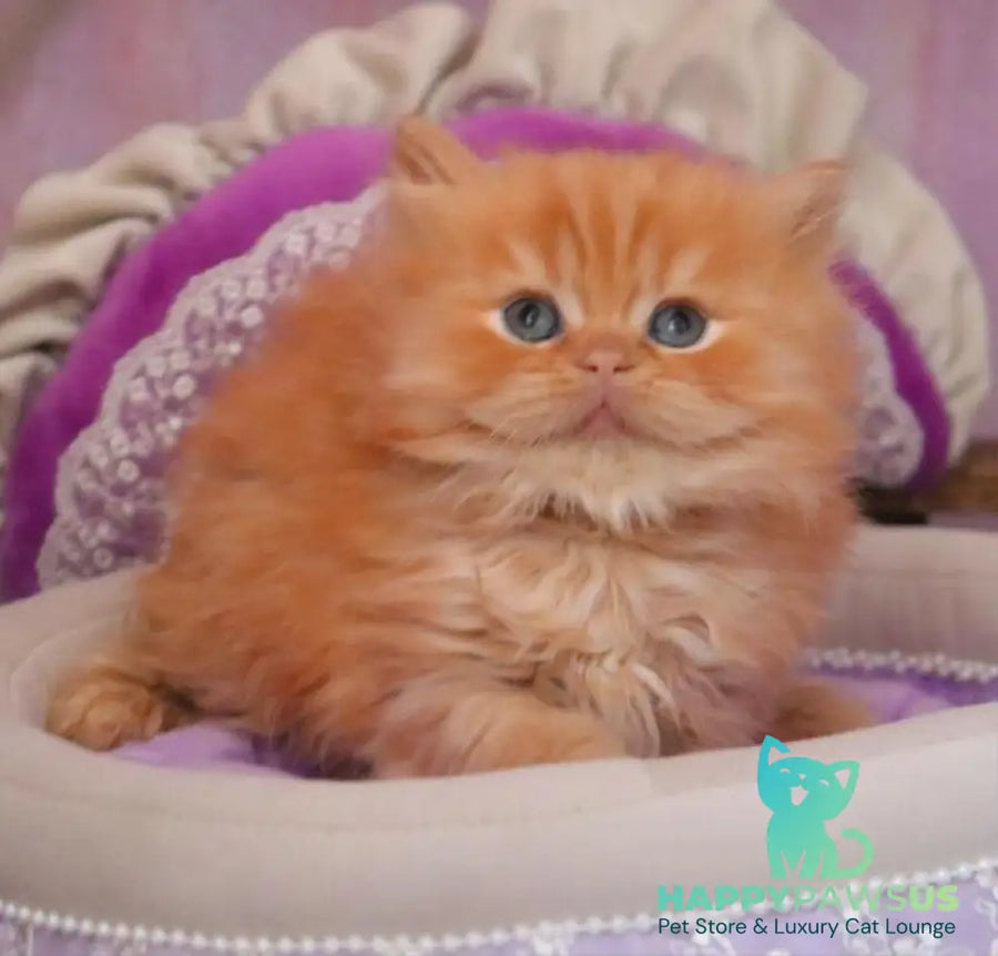 Bow British Longhair male red live animals